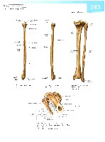 Sobotta  Atlas of Human Anatomy  Trunk, Viscera,Lower Limb Volume2 2006, page 290